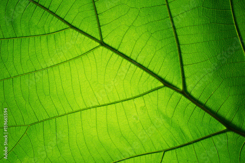 Leaf texture pattern for spring background