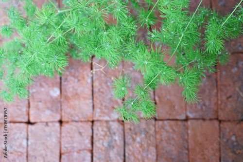 Ming Fern also known as Asparagus Macowanii, with water drops (raindrops) on empty red brick wall textured background with copy space.