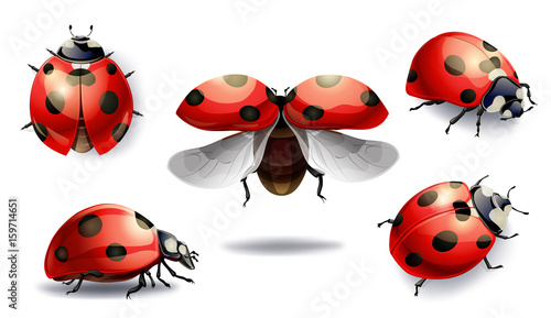 set of red ladybug isolated on white. vector illustration