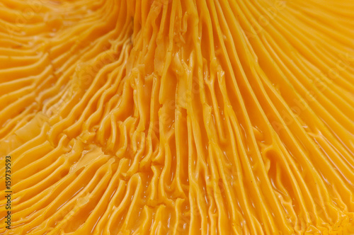 Chanterelle lamella close up. Beautiful and very bright, orange mushroom