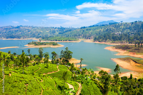 Tea plantation, Sri Lanka