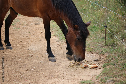 cheval qui i mange