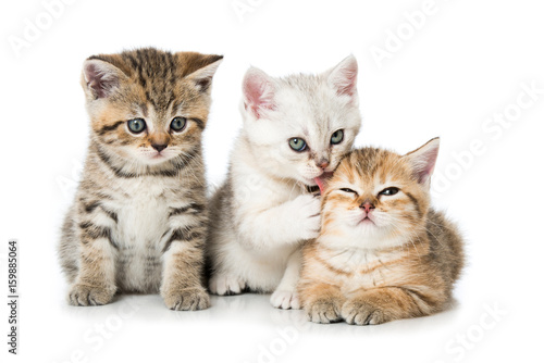 Drei Kätzchen