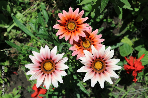 Pink with red and orange stripes gazania flowers