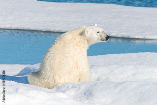 Polar bear sitting