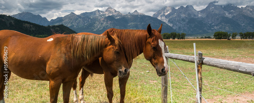 Horses in Grand Teton National Park, Wyoming
