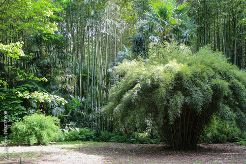 Forêt de bambous