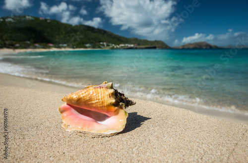 Big shell on a Caribbean beach