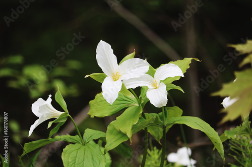 Trillium Flowers in the Forest