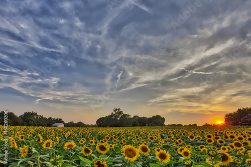 "Sunflower Sunset"