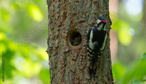 Great spotted woodpecker (Dendrocopos major) male