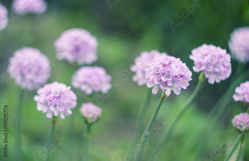 Sea thrift - Armeria maritima , flowers blooming in a meadow