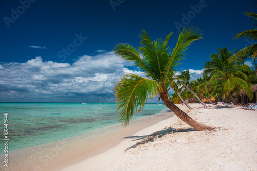 Palm tree on Tropical island beach Saona, Dominican Republic
