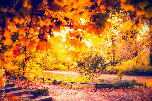 Autumn park with gold foliage, blurred fall background