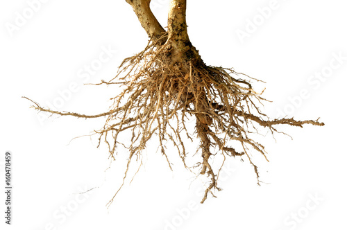 bare dead root tree isolated