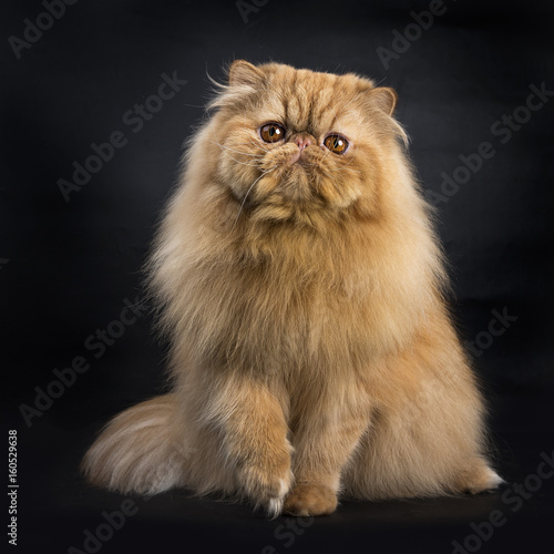 Red Persian sitting isolated on black background facing camera