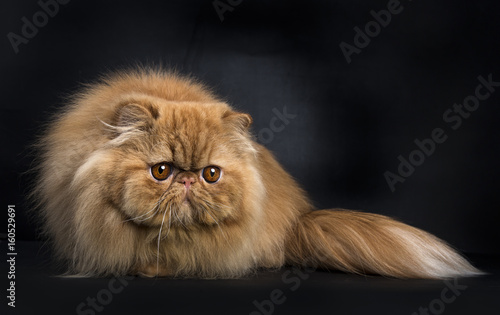 Red Persian cat in hunting pose isolated on black background