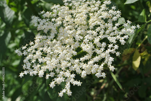 Czarny bez - Sambucus nigra