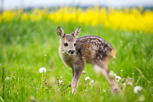 Young wild roe deer in grass, Capreolus capreolus. New born roe deer, wild spring nature.