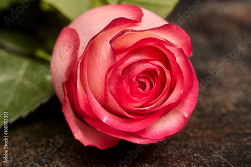 One beautiful pink rose on brown background, closeup