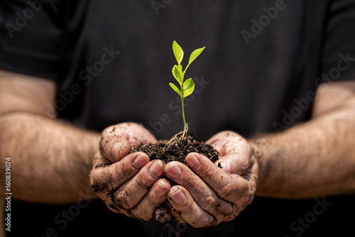 Young plant on hand