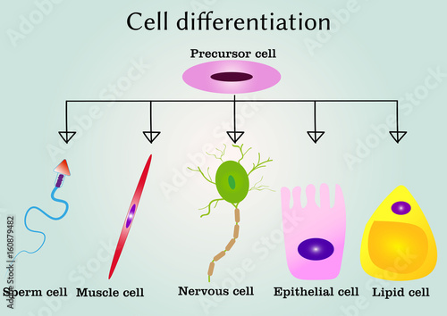 Cells differentiation from precursor cell 