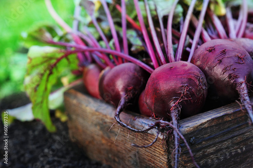 Fresh harvested beetroots in wooden crate, pile of homegrown organic beets with leaves on soil background