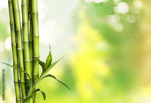 Bamboo shoot.