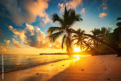 Palm i tropikalnej plaży w Punta Cana, Dominikana