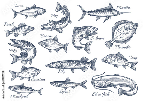 Vector sketch icons of fish of river or sea