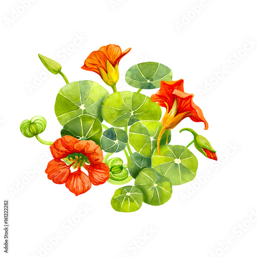 Red nasturtium flowers and leaves painted with watercolor
