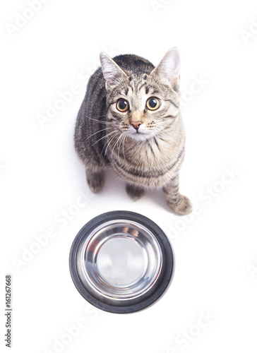Hungry cat sitting near empty bowl