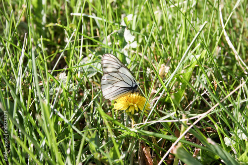 A white butterfly on a flower with a zlot