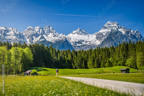Hiker on path, idyllic alpine landscape, blooming meadow with snow-covered peaks in the background, Salzburger Land, Austria