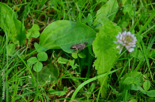 Mała żaba na dłoni na zielonym tle