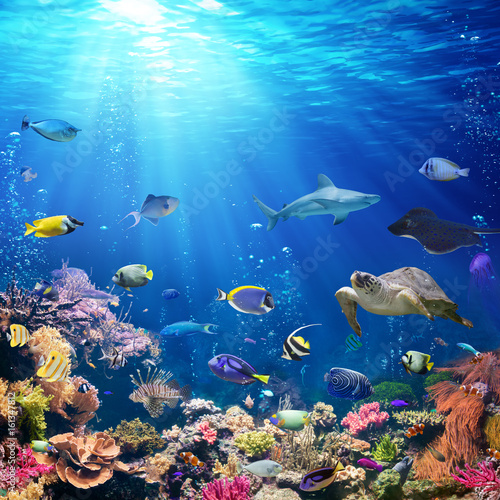 Podwodna Scena Z Rafy Koralowej I Tropikalna Ryba