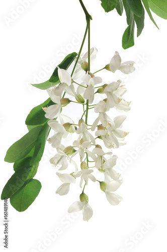 Robinia pseudoacacia / black locust isolated