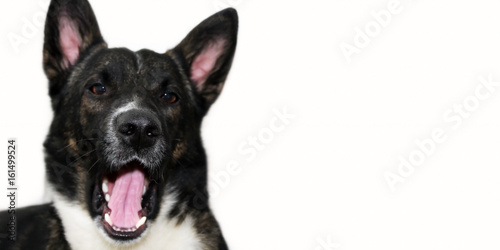 Dog portrait with an open mouth on white background.