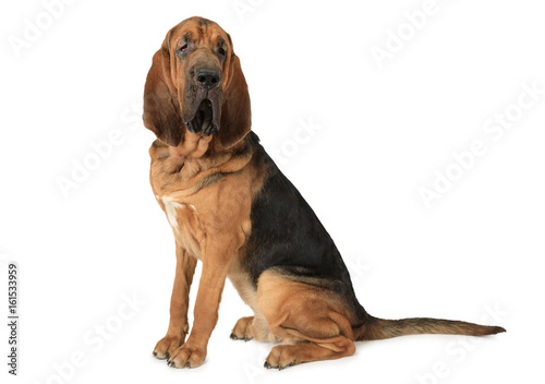 Purebred Bloodhound dog