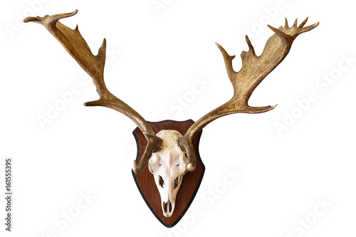deer stag isolated hunting trophy
