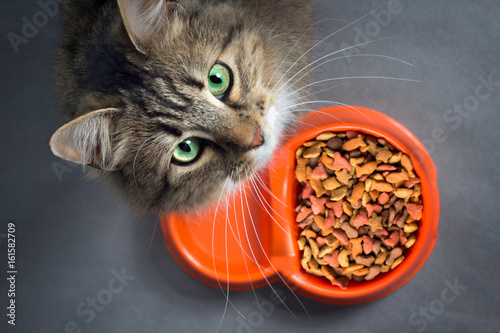 cat near a bowl with food looking up