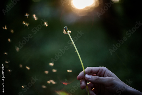 Dandelion blowing