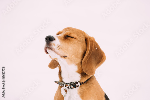 Portrait Of Beautiful Tricolor Puppy Of English Beagle Playing