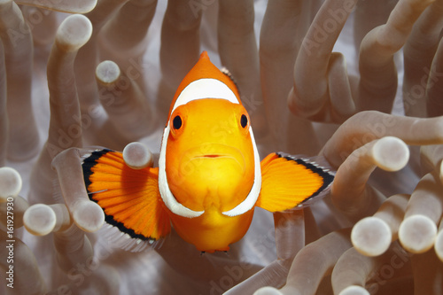 Clownfish, Amphiprion percula, in Sea Anemone