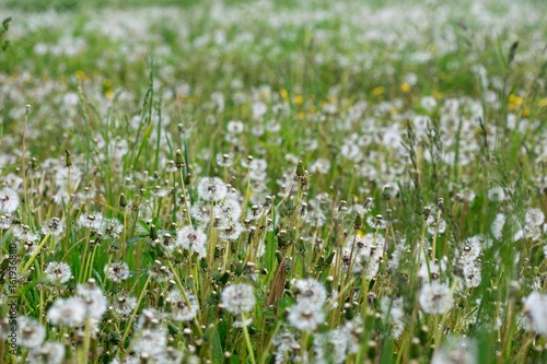 White and fluffy dandelion field. Green meadow.