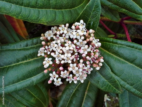 Viburnum Davidii Flowers