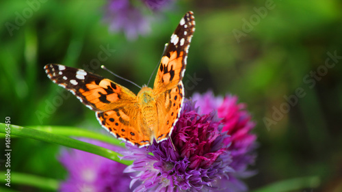 Close view of a painted lady butterfly flapping wings on a magenta chives flower