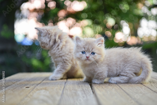 Lovely Munchkin Cat , KamphaengPhet Province Of Thailand.