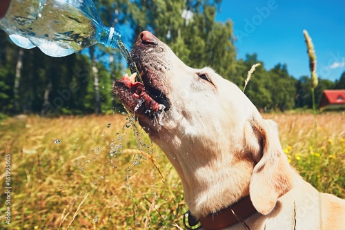 Thirsty dog in summer day