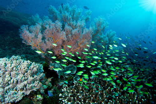 Underwater Bali